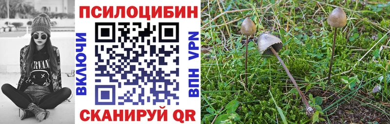Псилоцибиновые грибы Psilocybine cubensis  Краснокаменск 